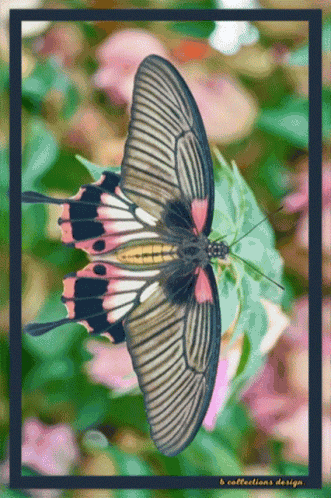 Butterfly Happy GIF