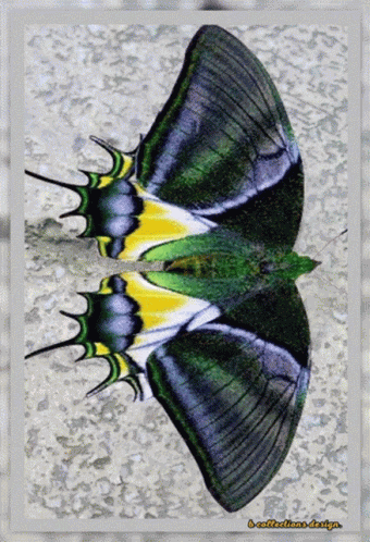 Butterfly Nft GIF