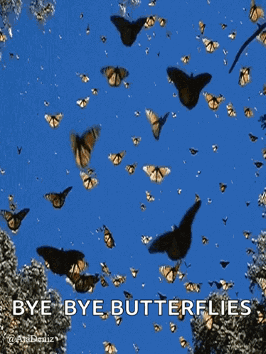 Butterfly GIF