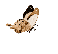 Butterfly Sticker