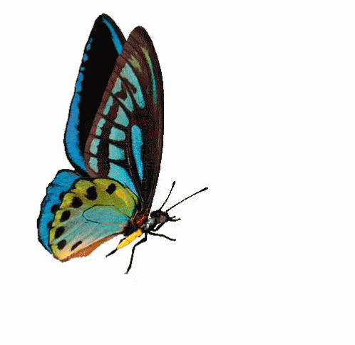 Butterfly GIF
