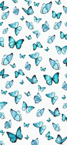 Butterfly Wallpaper Meme