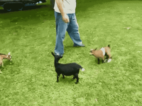 Buttermilk Goat GIF