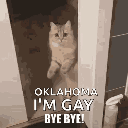 Bye Bye Cat GIF