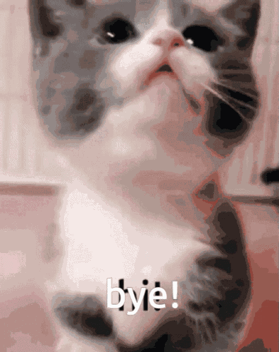 Bye Cat Bye Kitten GIF