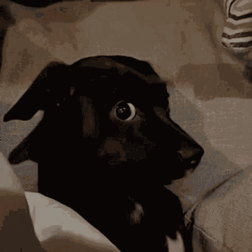 Byuntear Dog GIF