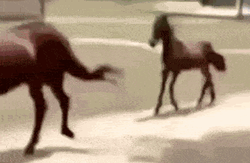 Caballo GIF
