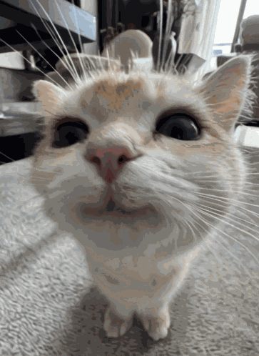 Cabbycat GIF