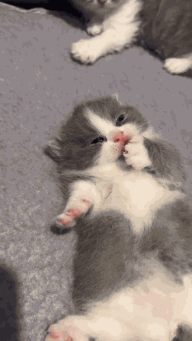 Cacabrotbrot Cat GIF
