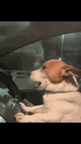 Cachorro Da Onu GIF
