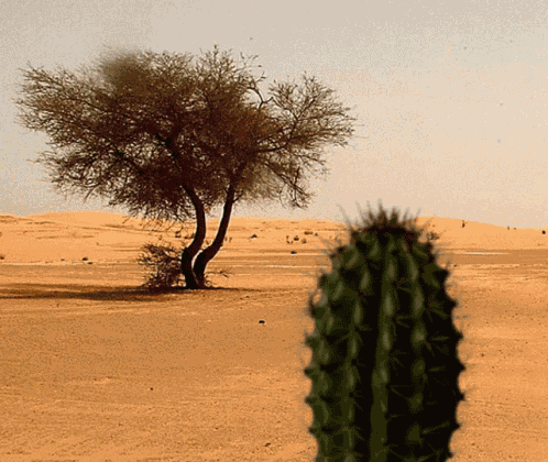 Caf Zombie GIF