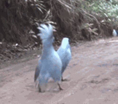 Cagou Caledonie GIF