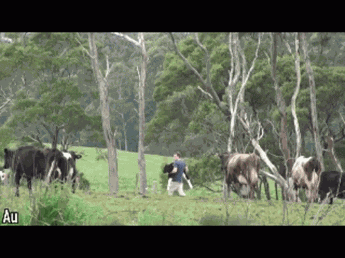 Calf Milk GIF