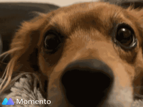 Callie Yorkipomchi GIF