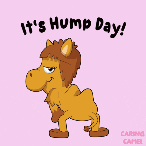 Camel Camel Day GIF
