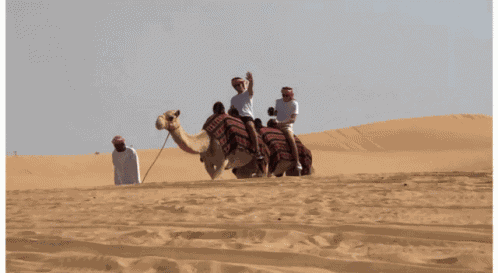Camel Wave GIF