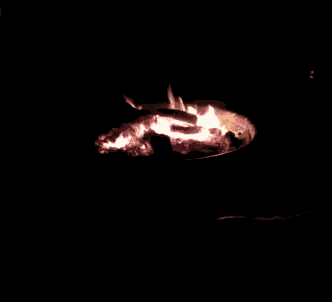 Camp Fire Bonfire GIF