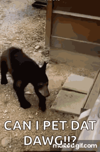 Can I Pet That Dog GIF