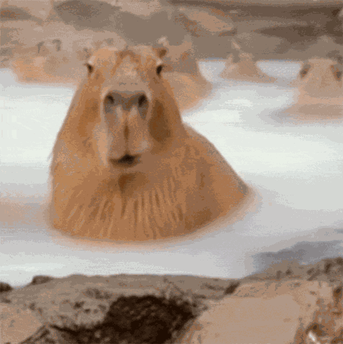 Cap Chewin GIF