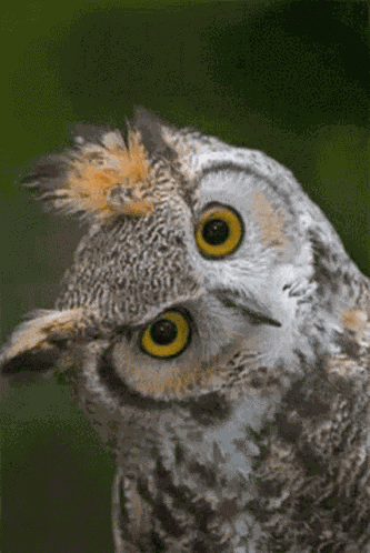 Capisce Owl GIF