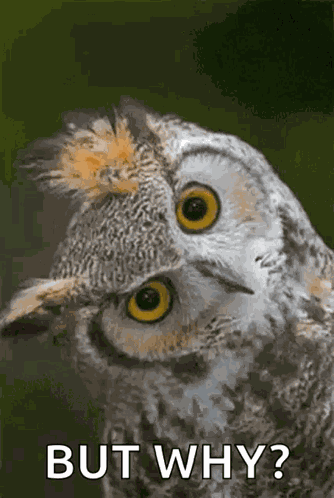 Capisce Owl GIF