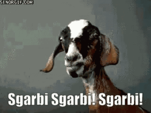 Capra Sgarbi GIF
