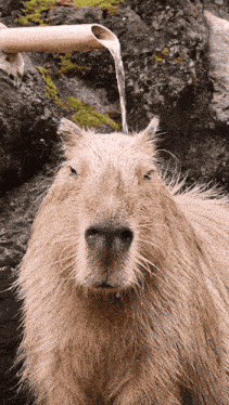 Capy Capybara GIF