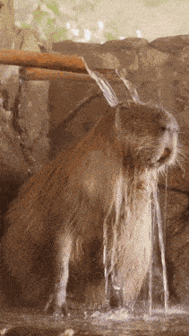 Capy Capybara GIF