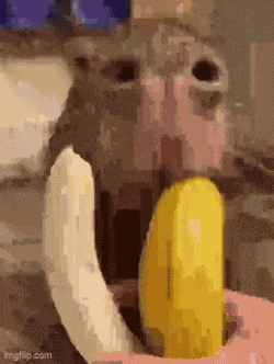 Capybara Banana GIF