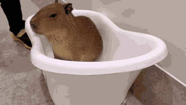 Capybara Capybaras GIF