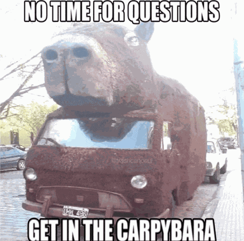 Capybara Cara Meme
