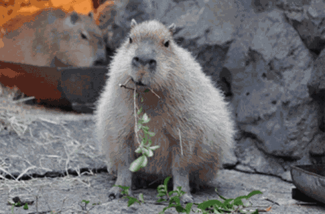 Capybara GIF