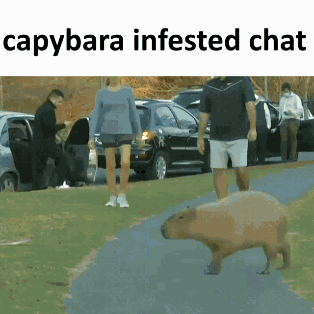 Capybara Infested Chat Capybara GIF