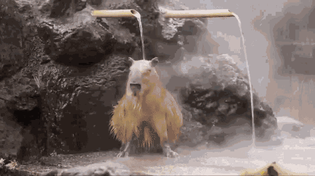 Capybara GIF