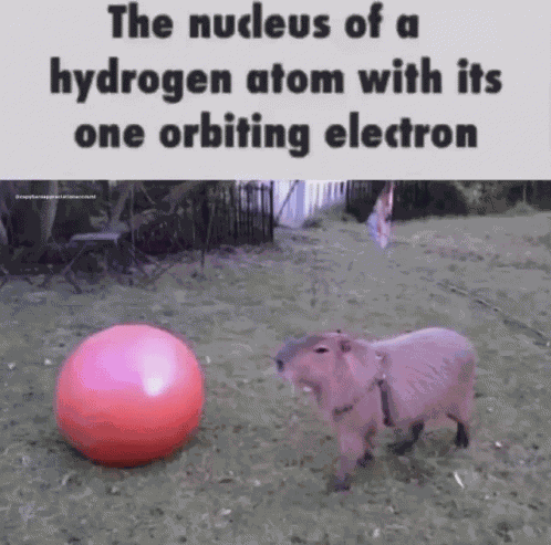 Capybara Meme GIF
