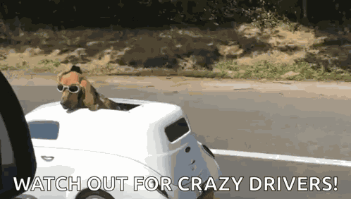 Car Dog GIF