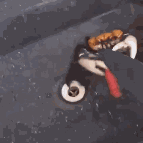 Caranguejo Pandlr GIF