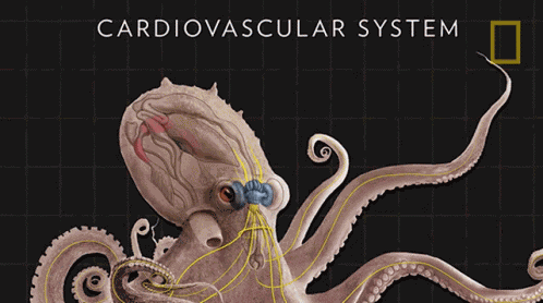 Cardiovascular System Three Hearts GIF