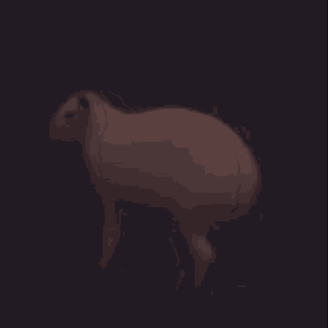 Carpincho Capybara GIF