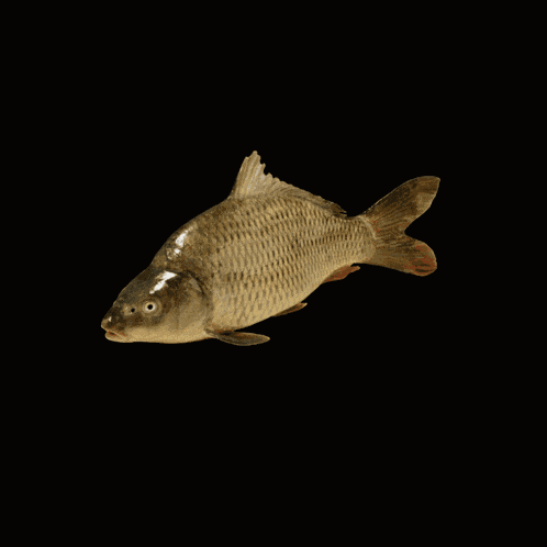 Carpj Carpj Fish GIF