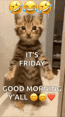 Cat Ai GIF