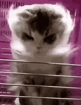 Cat Air Angry GIF