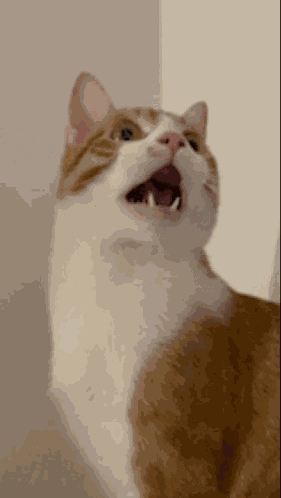 Cat Amazing GIF