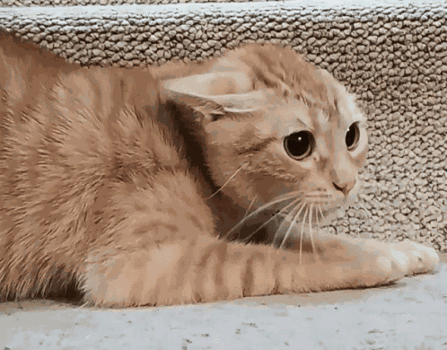 Cat Angry GIF