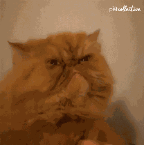 Cat Angry GIF