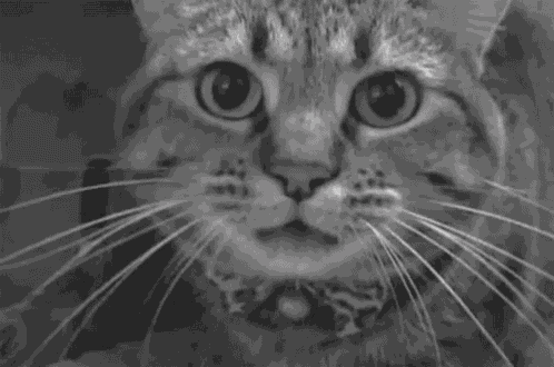 Cat Angry GIF