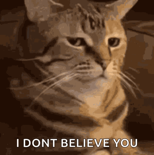 Cat Angry GIF