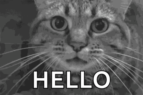 Cat Angry GIF
