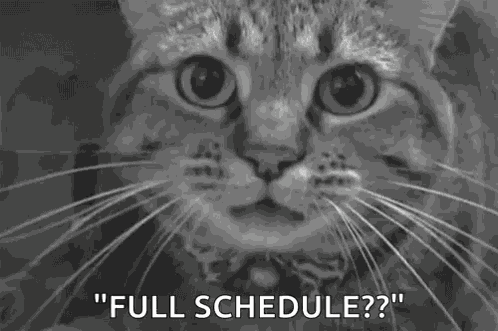Cat Angry GIF