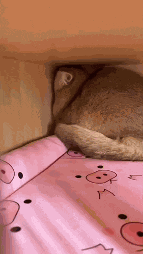 Cat Angry GIF